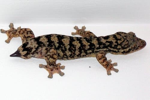 Leopard Gecko Tail Regrowth