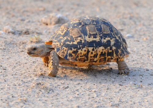 Can Tortoise Live in Water