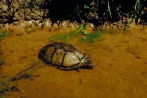 Caring for Turtles During Hibernation