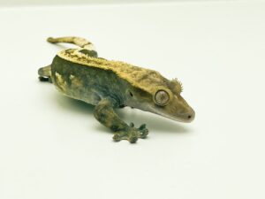 Can crested geckos live without a tail