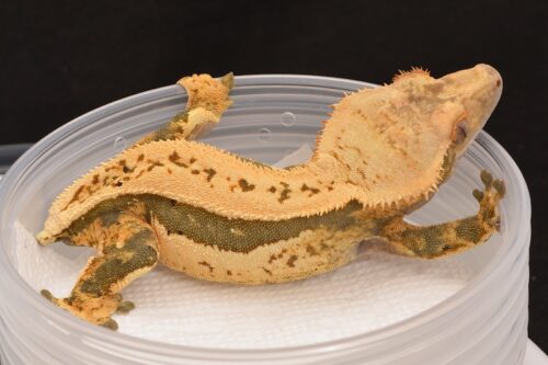 Do Crested Geckos Tails Grow Back