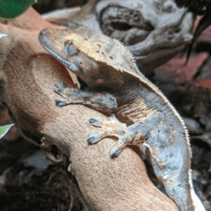 How long does it take a crested gecko to regrow its tail