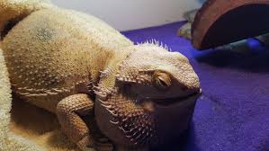 What Is the Most Common Death for Bearded Dragons