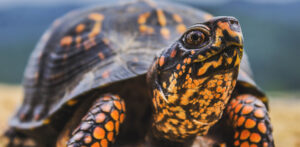 Signs That a Box Turtle Might Bite