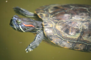 Can turtles hibernate in captivity