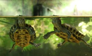 Do pet turtles hibernate