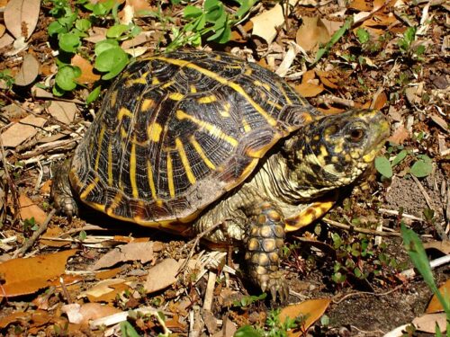 Do Eastern Box Turtles Bite