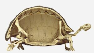 Does a turtle have a backbone