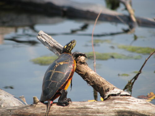 do pet turtles hibernate