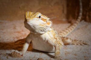 What Food Is Poisonous to Bearded Dragons