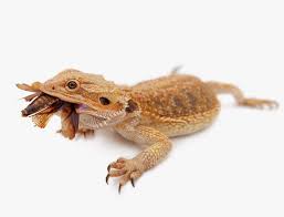 Can Bearded Dragons Eat Bread