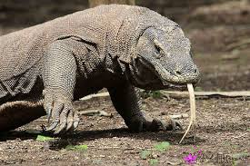 Can a Person Outrun a Komodo Dragon