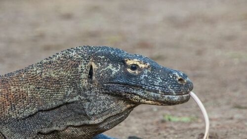 How to Avoid a Komodo Dragon