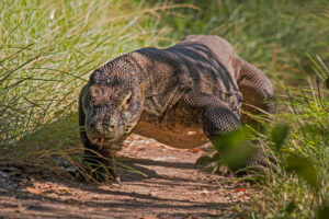 What Animal Can Beat a Komodo Dragon