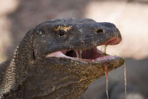 Is a Komodo Dragon Faster Than a Human