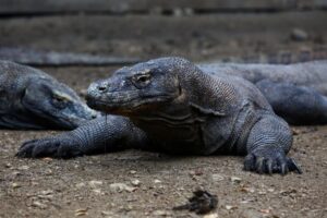 What Eats Komodo Dragons