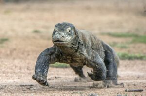 Can Komodo Dragons Climb Trees