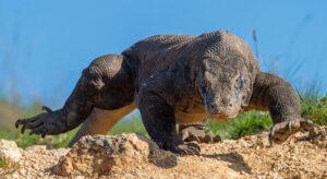 Can I Have a Komodo Dragon as a Pet