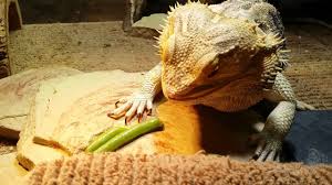 How to Prepare Green Beans for Bearded Dragons