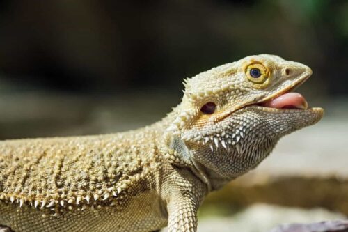 How Many Crickets to Feed a Baby Bearded Dragon