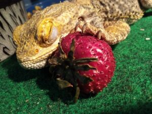 How to Safely Introduce Strawberries into a Bearded Dragon's Diet