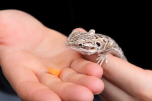 What Fruit Is Toxic to Bearded Dragons