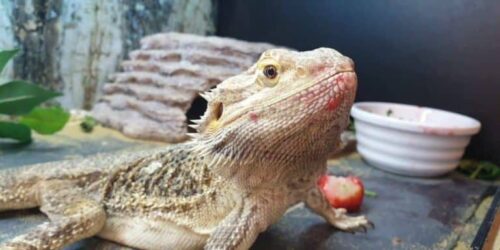 Can Bearded Dragons Have Strawberries