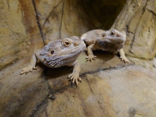 Why Do Bearded Dragons Bob Their Heads