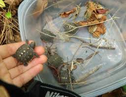 How Many Babies Can a Box Turtle Have