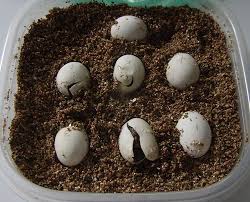 How Long Does It Take Box Turtle Eggs to Hatch