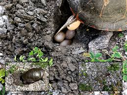 Painted Turtle Egg Characteristics