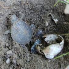 How Long Do Painted Turtle Eggs Take to Hatch