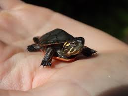 Painted Turtle Reproduction