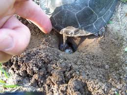 How Many Eggs Do Painted Turtles Lay