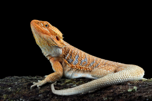 Respiratory Infections in Bearded Dragons