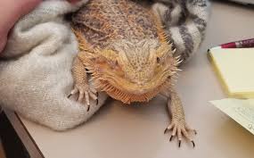 Can a Bearded Dragon Survive Respiratory Infections