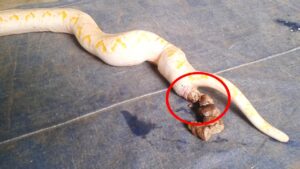 How Do Snakes Poop?