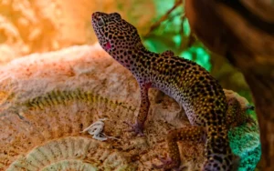 How to Tell if Leopard Gecko Is Male or Female