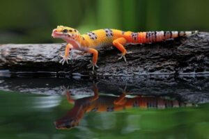 How to Tell if Leopard Gecko Is Male or Female