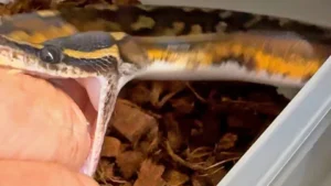 Do Ball Pythons Have Fangs? 