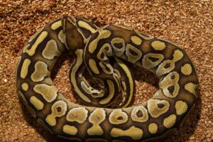 How Long Do Ball Pythons Live?