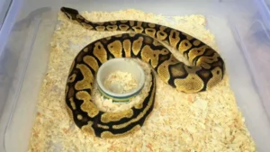 How Long Do Ball Pythons Live?