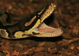 Do Ball Pythons Have Fangs? 