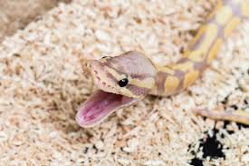 Do Ball Pythons Have Fangs? 