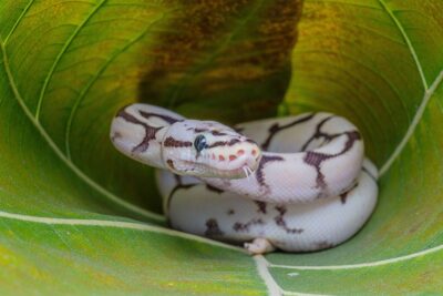 How Long Do Ball Pythons Live?