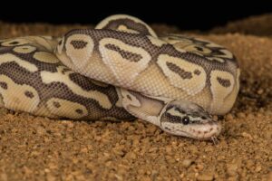 How Long Do Ball Pythons Live?