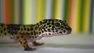 How to Tell Leopard Gecko Gender