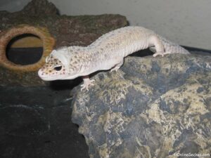 Why is My Leopard Gecko Pale? 