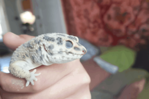 Why is My Leopard Gecko Pale? 