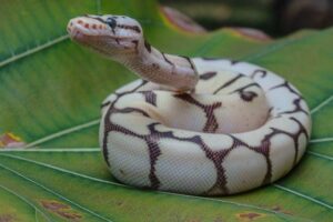 Are Ball Pythons Venomous? 